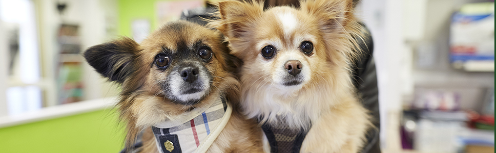 Zu Ihrer Information: